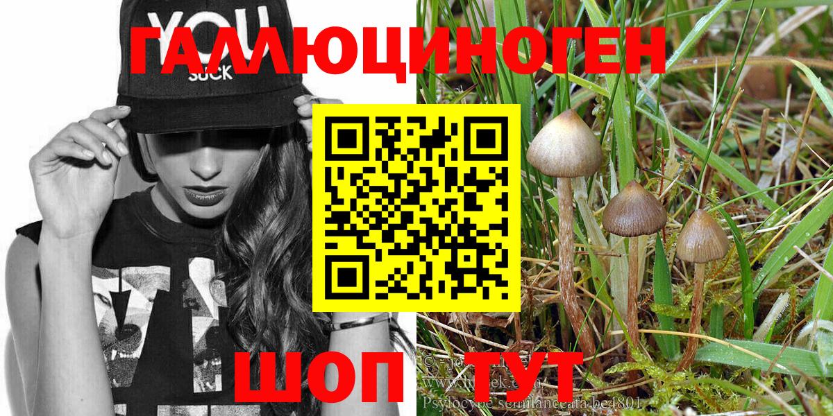 Псилоцибиновые грибы Psilocybe Сланцы